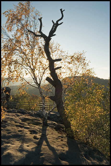 Baum im Abendlicht