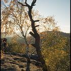 Baum im Abendlicht