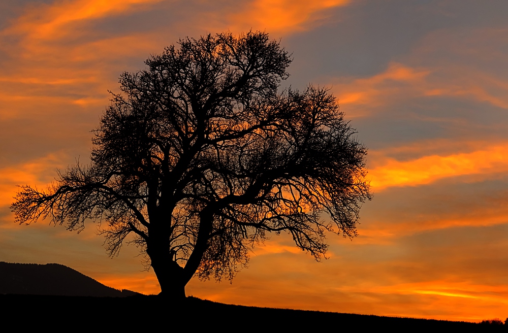 Baum im Abendlicht