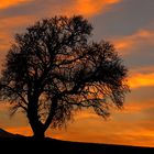 Baum im Abendlicht