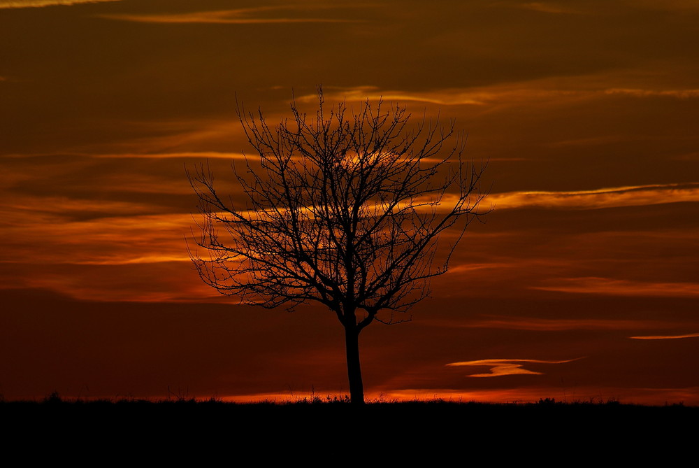 Baum im Abendlicht