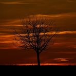 Baum im Abendlicht