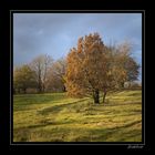 Baum im Abendlicht