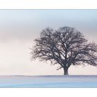 Baum im Abendlicht