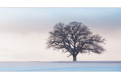 Baum im Abendlicht