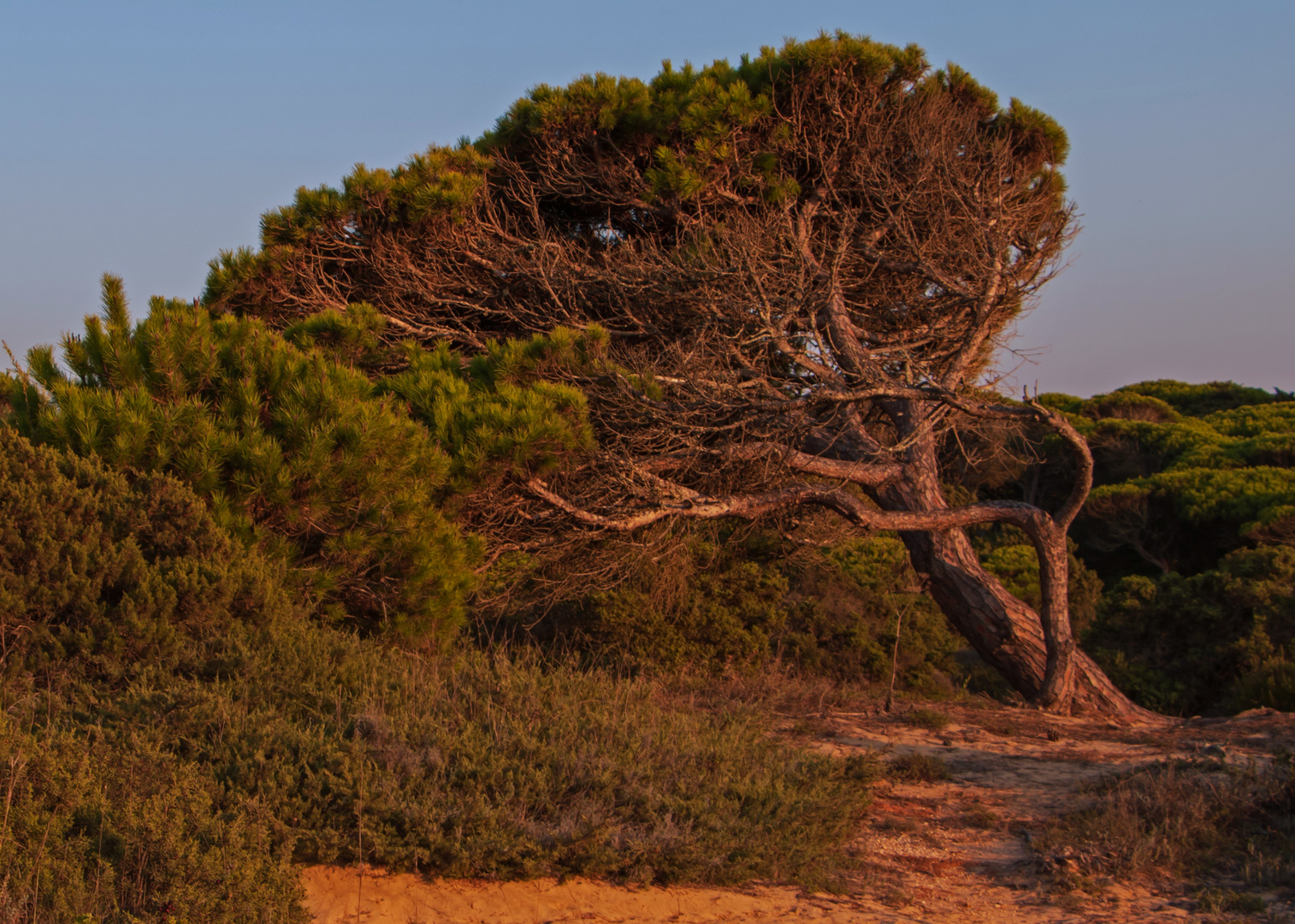 Baum im Abendlicht