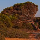 Baum im Abendlicht