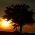 Baum im Abendlicht