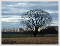 Baum im Abendlicht