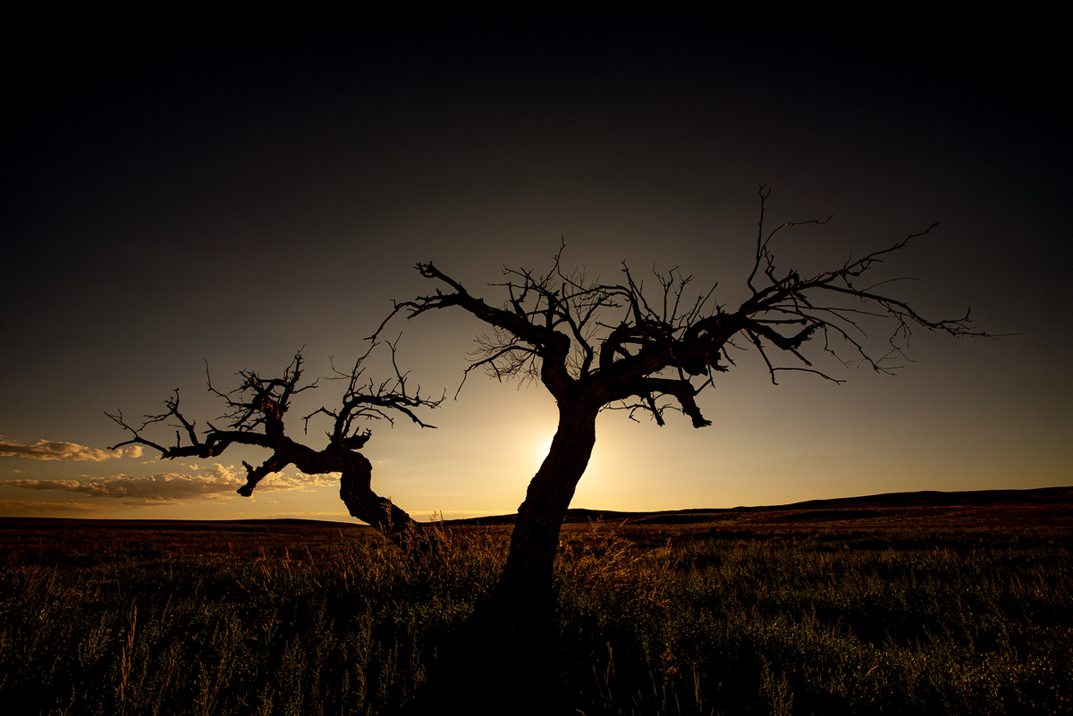 Baum im Abendlicht