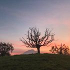 Baum im Abendlicht