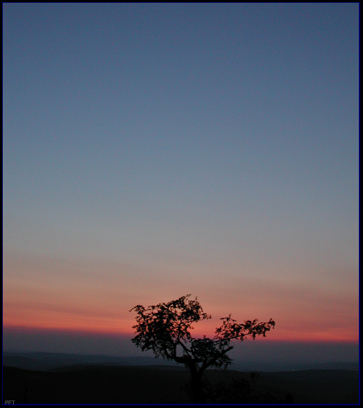 Baum im Abendlicht auf dem Fichtelberg. Sachsen