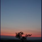 Baum im Abendlicht auf dem Fichtelberg. Sachsen