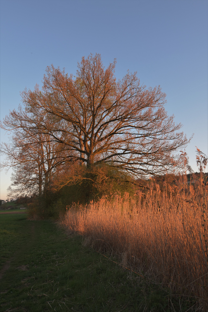 Baum im Abendlicht