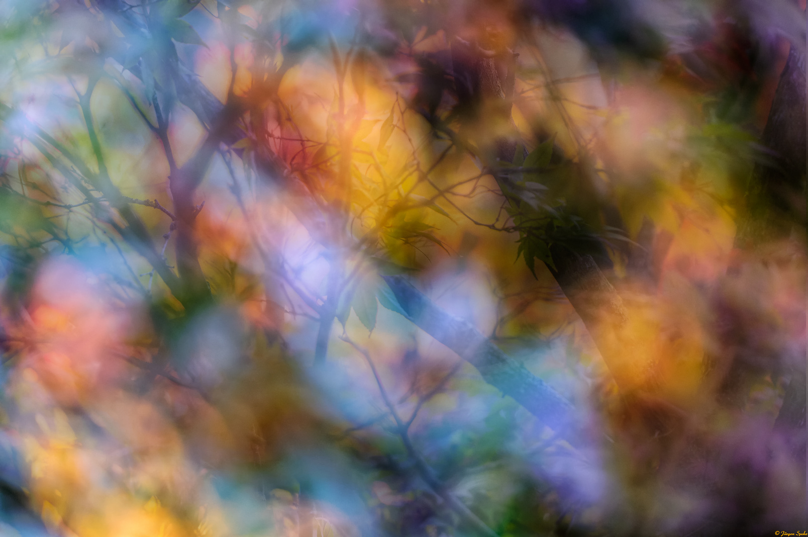 Baum im Abendlicht