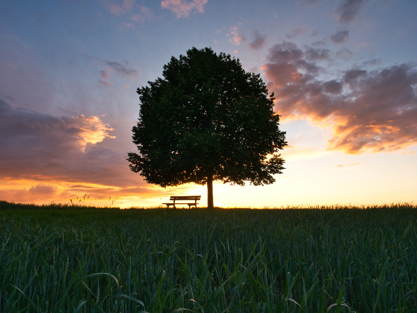 Baum im Abendlicht