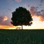 Baum im Abendlicht