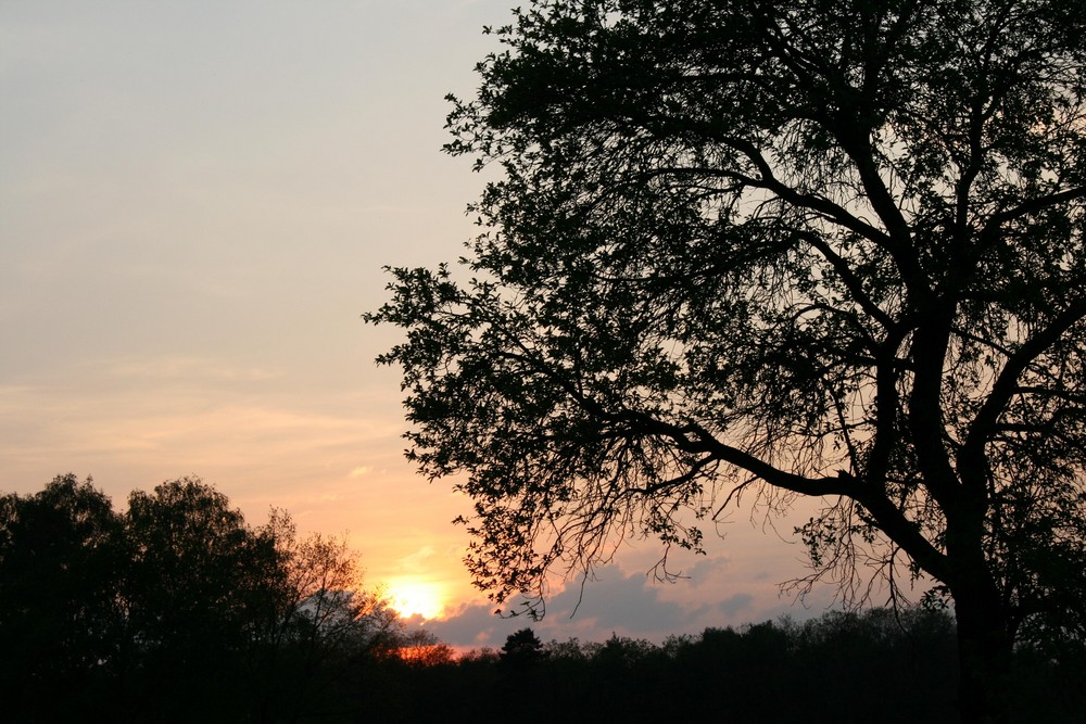 Baum im Abendlicht