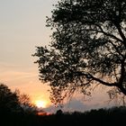 Baum im Abendlicht