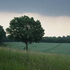 Baum im Abendlicht