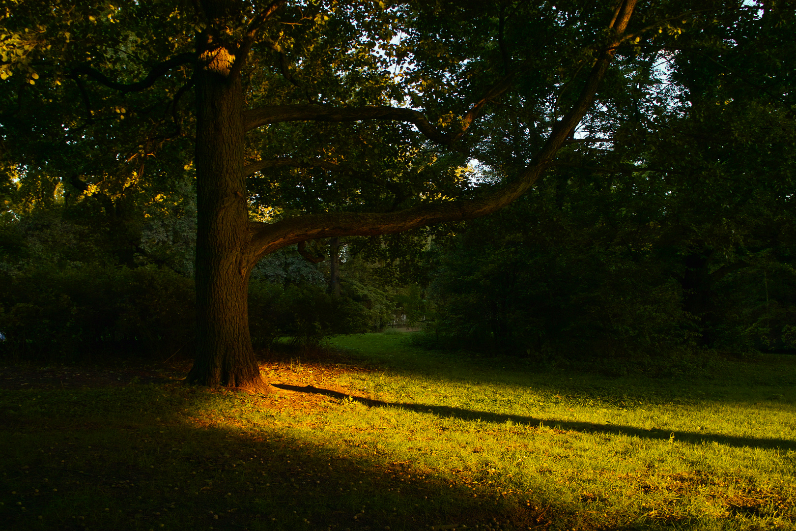 Baum im Abendlicht