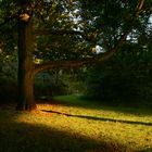 Baum im Abendlicht