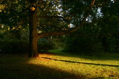 Baum im Abendlicht