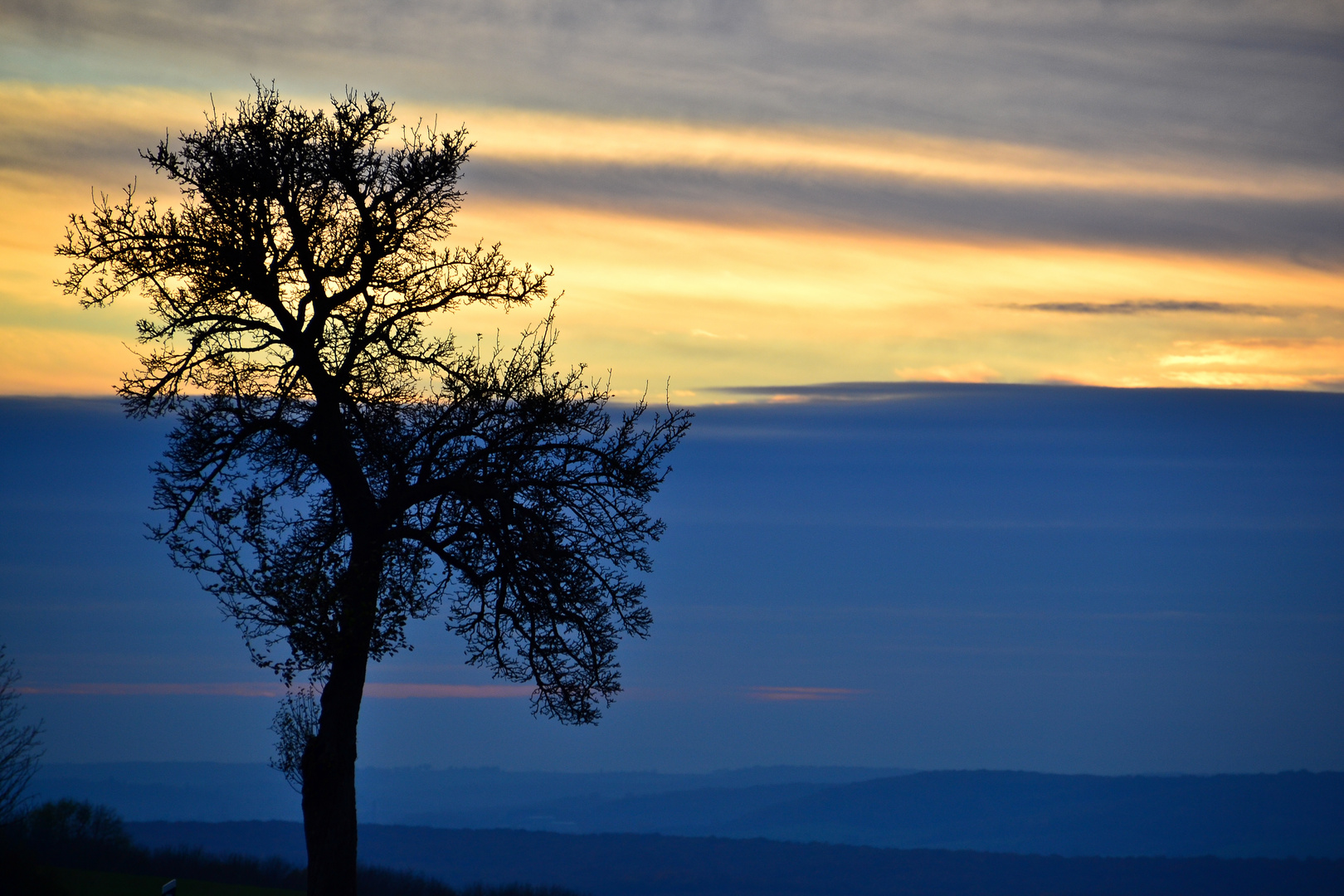 "Baum im Abendlicht"