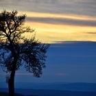 "Baum im Abendlicht"