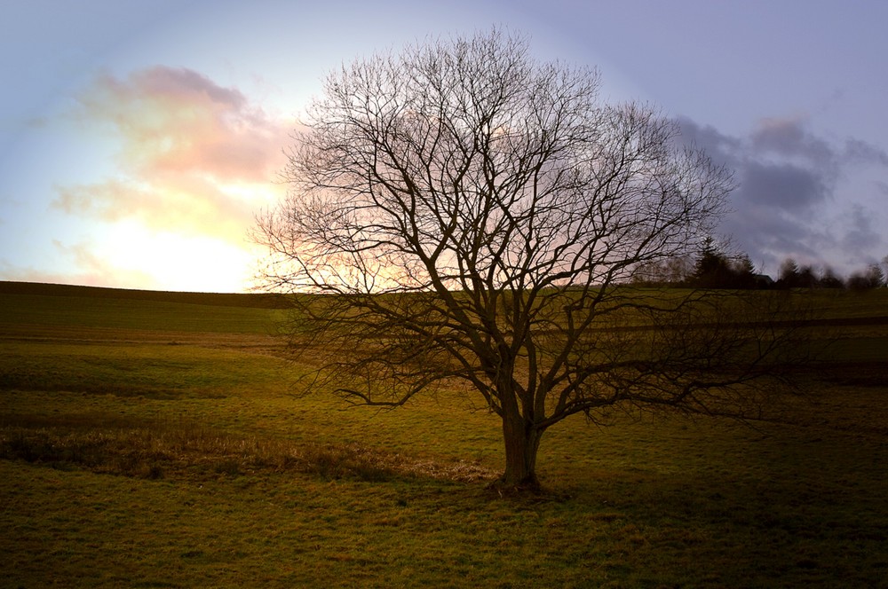 Baum im Abendlicht