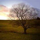 Baum im Abendlicht