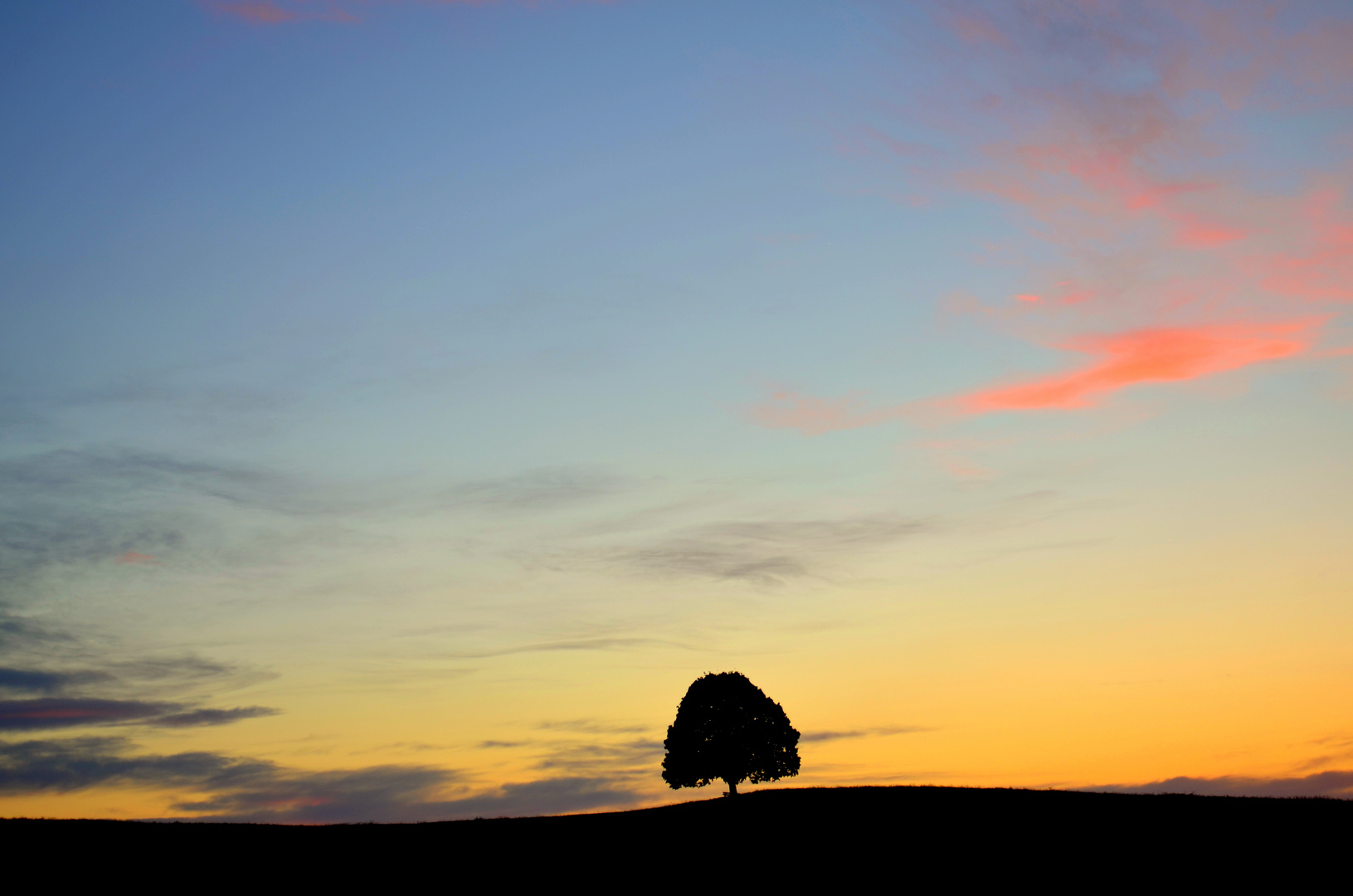 Baum im Abendlicht