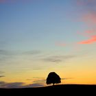 Baum im Abendlicht