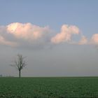 Baum im Abendlicht