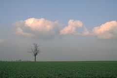 Baum im Abendlicht