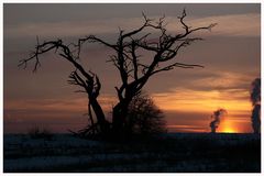 Baum im Abendlicht