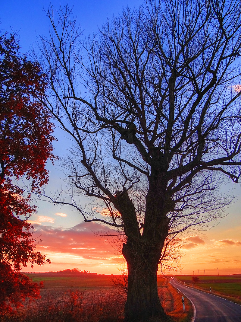 Baum im Abendlicht