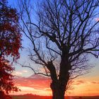 Baum im Abendlicht