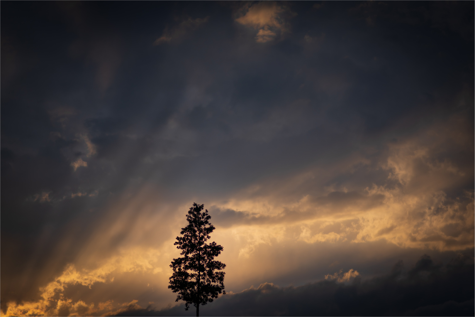 Baum im Abendlicht