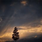 Baum im Abendlicht