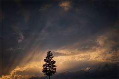 Baum im Abendlicht