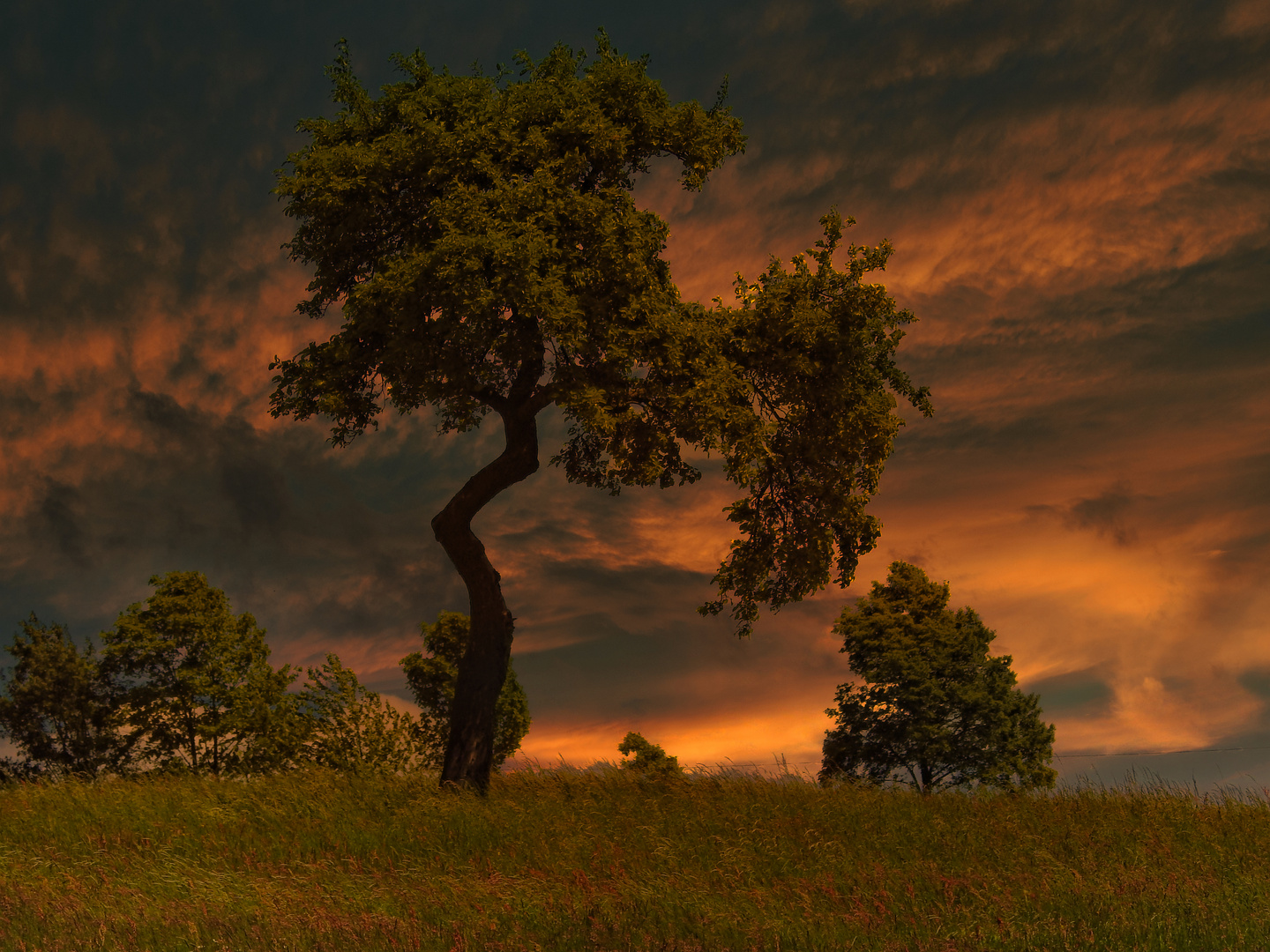 Baum im Abendlicht