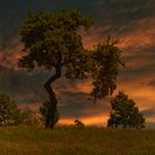 Baum im Abendlicht