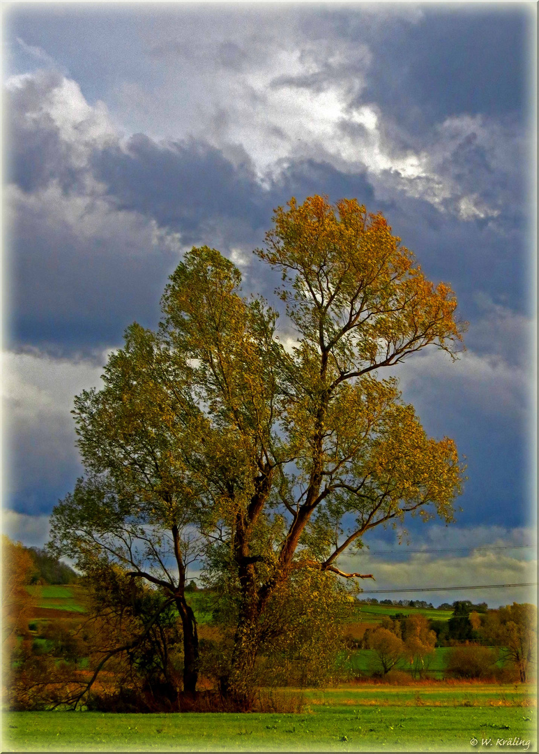 Baum im Abendlicht