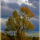 Baum im Abendlicht