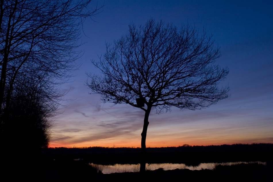 Baum im Abendlicht im Emsdettener Venn