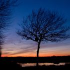 Baum im Abendlicht im Emsdettener Venn