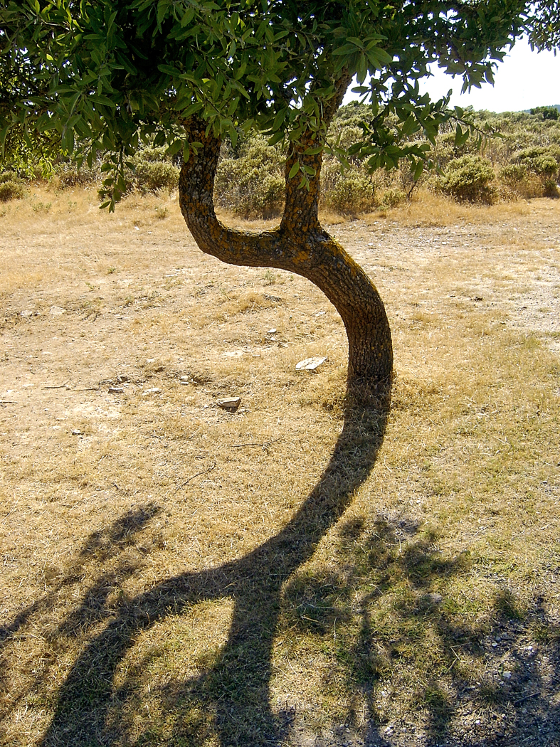 Baum im Abendlicht ( Nähe Sciacca)