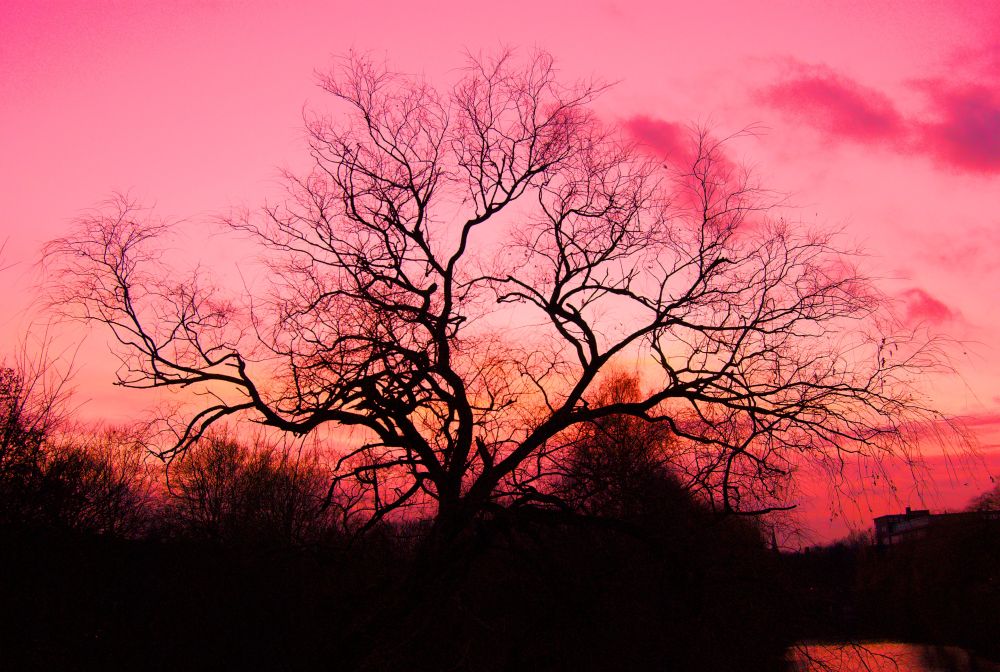 Baum im Abendrot