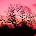 Baum im Abendrot